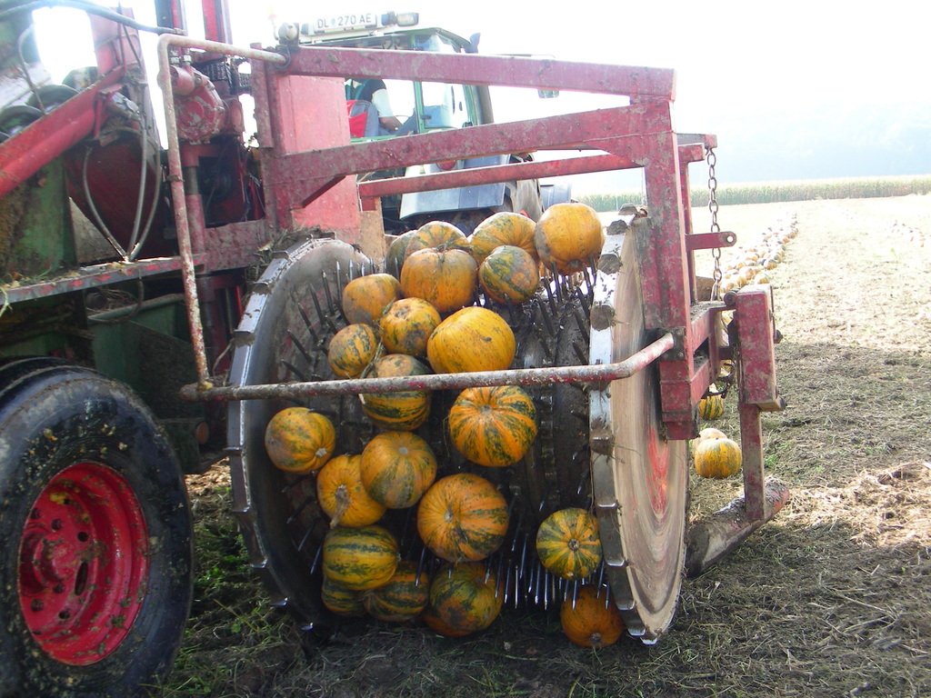 Styrian Pumpkin Seeds Styrian Gold Pumpkin Seed Oil