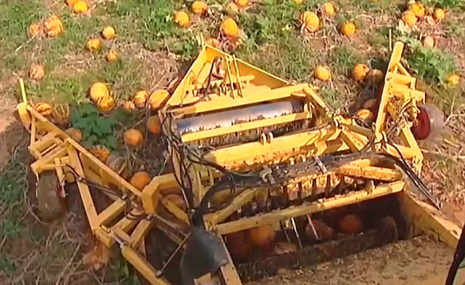 Styrian Pumpkin Seeds Styrian Gold Pumpkin Seed Oil